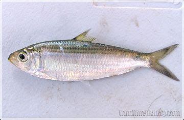 tamban fish in english.